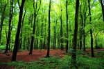 green-forest-trees.jpg.860x0_q70_crop-scale.jpg