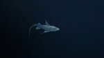 ghost-shark-chimaera-captured-first-time-4.jpg