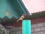 RedStart4.jpg