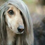 b0ba35b513fc272e0f9fa7029355b1a3--animal-captions-hair-day.jpg