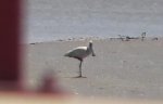 Spoonbill.jpg