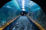 shark-tunnel-473012_640.jpg