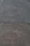 New-Nazca-Lines.jpg