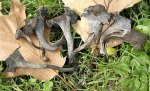 Craterellus_cornucopioides.jpg