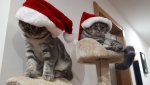 ChristmasCats.jpg