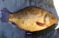 3lb14oz Crucian.jpeg 3lb14oz Crucian.jpeg