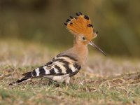 4-El-Hoopoe.jpg