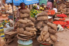 image_5255_1e-guinea-yam7905549111849427263.jpg image_5255_1e-guinea-yam7905549111849427263.jpg