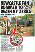 zebra.jpg