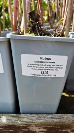 rubus_cockburnianus.jpg