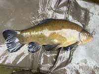Tench.jpg