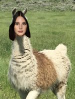 llama_del_rey.jpg