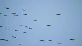 birds-storks-in-the-blue-sky-circling-high-overhead-flock-of-birds-silhouette-video.jpg