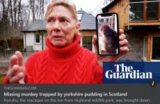 yorkshiremonkey.JPG