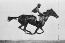 Muybridge_race_horse_animated.gif