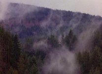 twin-peaks-trees-fog-785x570.jpg