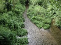 Berkhamsted-River_Bulbourne_-_geograph.org.uk_-_1310920.jpg