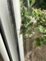 Hornet.jpg