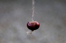 Conker_(248814699).jpeg