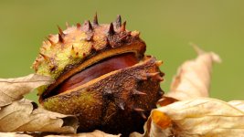 horse-chestnut-conker-amy-lewis.jpeg