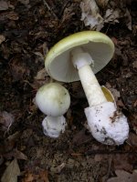 Amanita_phalloides_1.jpeg