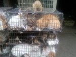 Chinese-Live-Animal-Market-Cats-gGH74ag.jpg