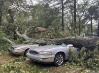 tree vs cars.jpg