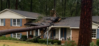 tree vs house.png