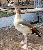 Egyptian-Goose-Male-e1654326333301.jpg