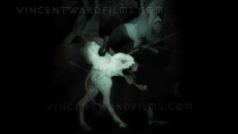 12-bosch-dog1-WM-640x360.jpg
