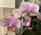IMG_7443.jpeg