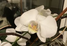 IMG_7447.jpeg