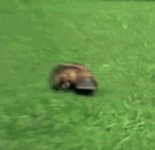 UQtQN.gif