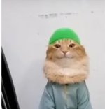 ramadancat.jpg