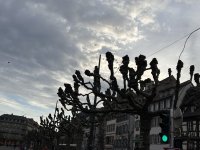 IMG_5229.jpeg