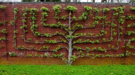 Candelabra-pattern-espaliered-tree-1200x667.jpg