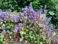 IMG_8231.jpeg