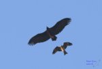 BlackVultureBlackKite.jpg BlackVultureBlackKite.jpg