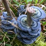 blueshrooms.jpg