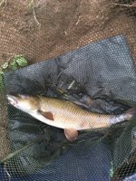 blacktailed barbel.jpg