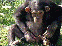chimp.gif