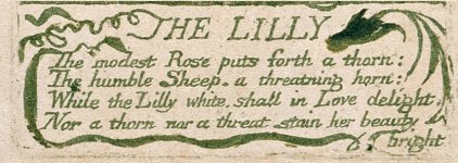 The-lily-William-Blake.jpg